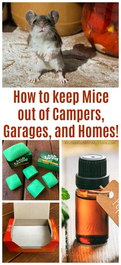 How to keep mice out of garage. Things To Know About How to keep mice out of garage. 